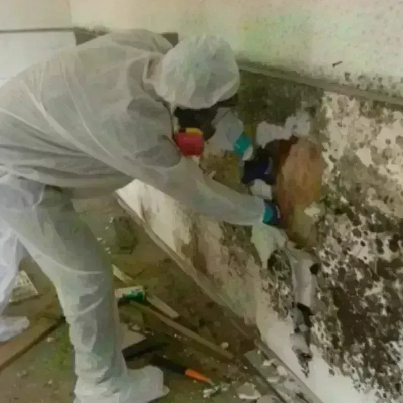 Mold Remediation and Removal in Signal Mountain, TN